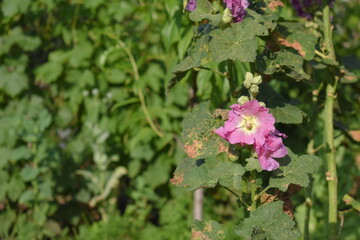 Poster - pink flowers in the garden