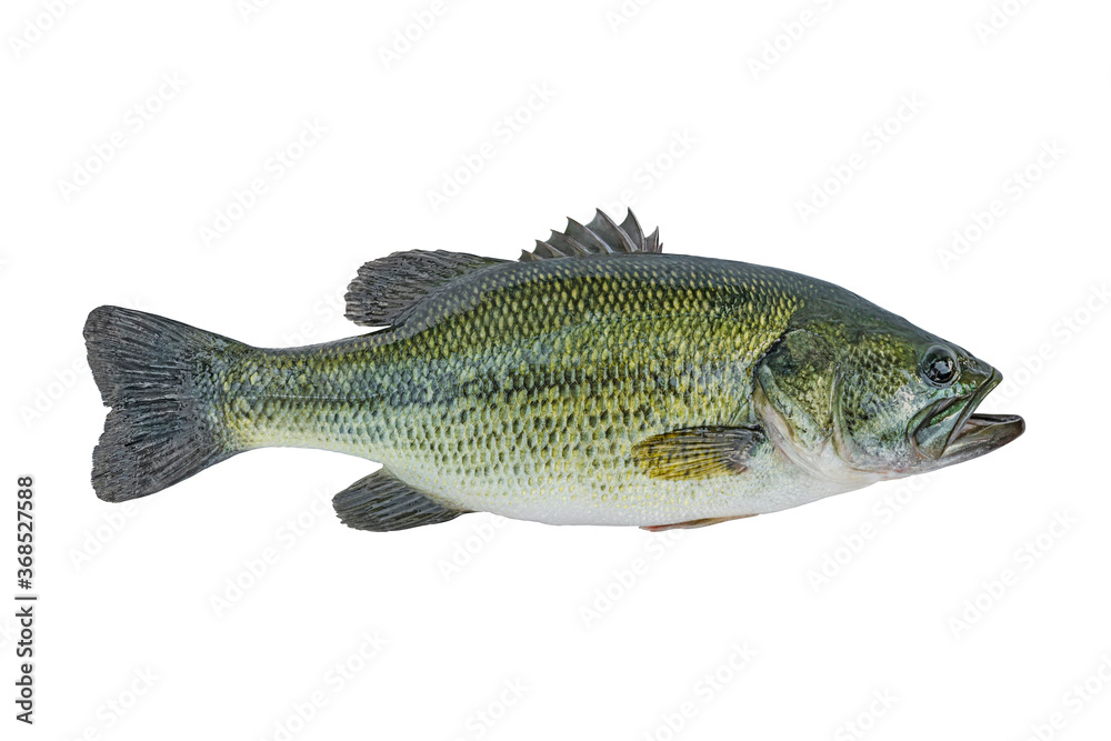 Largemouth bass fish isolated on white background - obrazy, fototapety, plakaty 