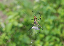 Yellow Garden Spider (Zig Zag Spider) W. Egg Sac - Closeup