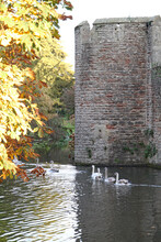 A Mother Swan Is Followed By A Line Of Cygnets On The Moat At The Bishop's Palace In Wells