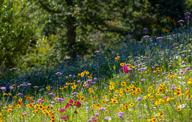 colourful wild flowers in bloom outside savill garden, egham, surrey, uk.