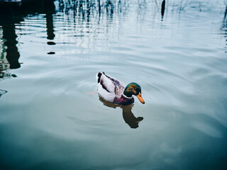 Wall Mural - duck in the water