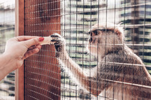 The Monkey Takes A Banana Through The Hole In The Cage, The Girl's Hands Hold Out A Banana To The Monkey At The Zoo