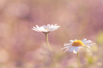 Beautiful sunny summer background with white daisies