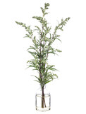 Fototapeta Sypialnia - Artemisia vulgaris (common mugwort or riverside wormwood) in a glass vessel on a white background