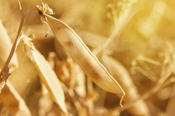 Wall Mural - Rural landscape, banner - pea pod in the rays of the summer sun, closeup with space for text