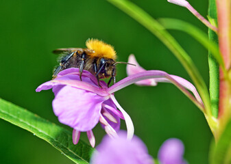 Bumblebee collects nectar from flowers.