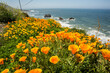 California poppies along the California coast near Shelter Cove, CA