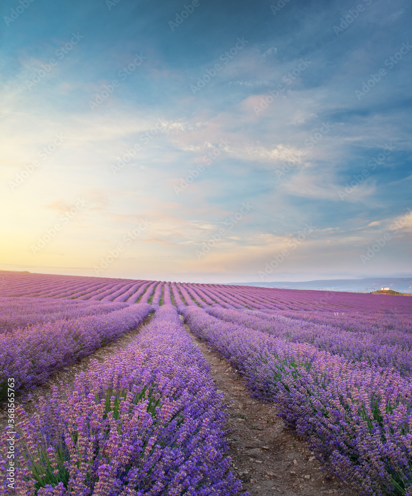 Meadow of lavender at morning light. - obrazy, fototapety, plakaty 