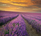Fototapeta Krajobraz - Meadow of lavender at morning