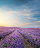 Fototapeta Lawenda - Meadow of lavender at morning light.