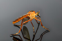 Hanging Thief - Diogmites Neoternatus - Robber Fly On Silver Background