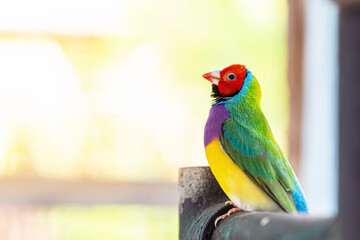 Wall Mural - Beautiful multi colored Gouldian finch bird
