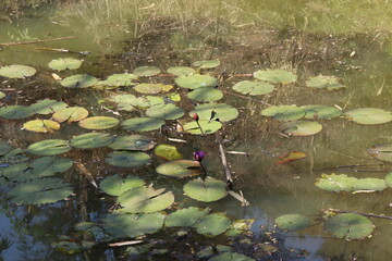 Lilly at boga lake 