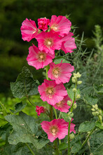 A Close Up Of A Hollyhock Plant In Bloom With Beautiful Pink Flowers And A Natural Background