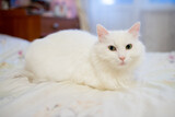 Fototapeta Zwierzęta - white home fluffy cat in the apartment