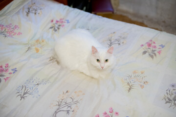 white home fluffy cat in the apartment