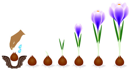 Poster - Cycle of growth of a crocus plant isolated on a white background.