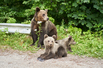 Female brown bear and cubs