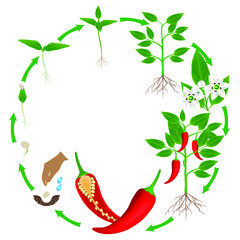 Wall Mural - Life cycle of a plant of chili peppers on a white background.