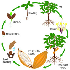 Wall Mural - Cycle of growth of cocoa tree on a white background.