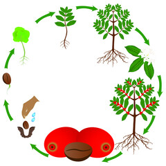 Life cycle of a coffee tree on a white background.