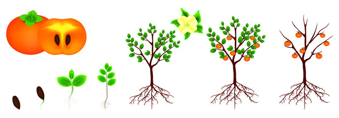 Wall Mural - Life cycle of a persimmon on a white background.