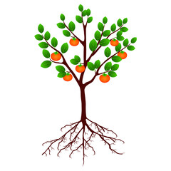 Wall Mural - Tree persimmon with fruits and roots isolated on white.