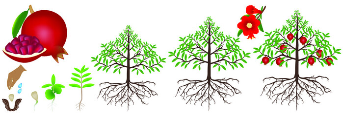 Wall Mural - Cycle of pomegranate plant growth isolated on white background.