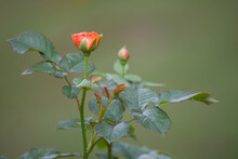 Single Peach Rose Bud Photos, Rose Bud HD Wallpaper, 
My Beautiful Orange Rose Bud Photos, Rose Flower Exporters' In India, WhatsApp Rose DP, Rose Profile Picture, Red Rose Bud, Single Red Rose
