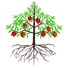 Wall Mural - a pomegranate tree with fruits and roots on a white background.