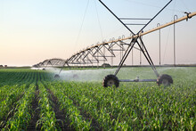 Corn Field In Spring With Irrigation System For Water Supply, Sprinklers Sphashing Water To Plants