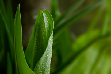 Wall Mural - Green nature abstract background