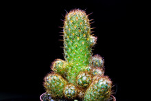 Potted Goldfinger Cactus Plants On A Black Background