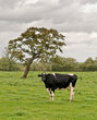 Single back and white cow standing in front of a tree  in the field