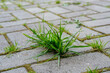 A close-up bunch of green grass and moss grow in the seams between the small cobblestones of the walkway in the garden.