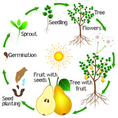Wall Mural - Cycle of growth of a pear tree on a white background.