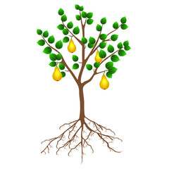Wall Mural - A pear tree with fruits and roots on a white background.