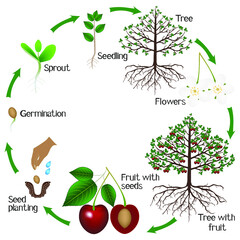 Wall Mural - Cycle of growth of a cherry tree on a white background.