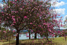 Pink Flowering Orchid Tree/Bauhinia Variegata