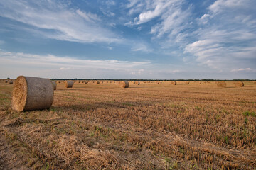 hay bales in the field