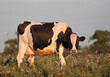 Single black and white cow standing in meadow
