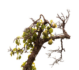 Pear branches with ripening fruit isolated on white background 