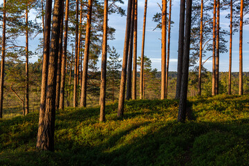 sunlit trees with shadows