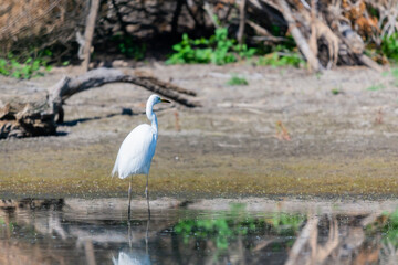 Wall Mural - Sad Eastern Great Egret or Ardea alba hunt in the swamp on nature or lake