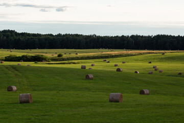 Wall Mural - summer landscapes with clouds and fields