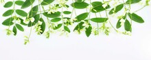 Inflorescences And Leaves Of A Japanese Pagoda Tree. Sophora Japonica (Styphnolobium Japonicum).   Floral Border Isolated On White Background.