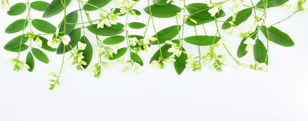 Inflorescences and leaves of a Japanese pagoda tree. Sophora Japonica (Styphnolobium japonicum).   Floral border isolated on white background.