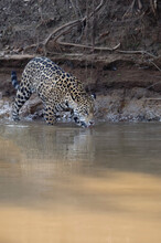 Young Jaguar (Panthera Onca) Drinking Water, Cuiaba River, Pantanal, Mato Grosso, Brazil