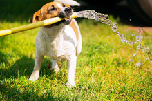 Happy Jack Russell Terrier Holding A Watering Hose In His Teeth From Which A Stream Of Water Runs On A Summer Sunny Day, Gardening, Horizontal Design